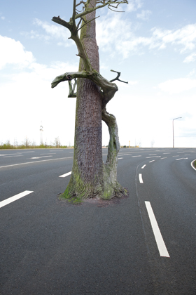 Baum